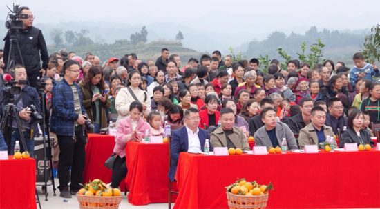 犍為柑橘紅滿天 柑橘文化旅游節(jié)承載美好鄉(xiāng)村新未來