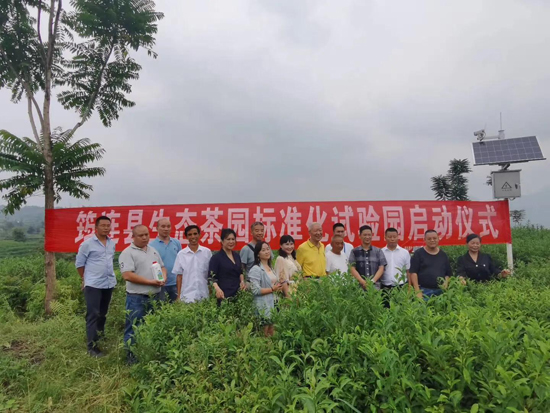 筠連茶爆猛料：初冬采新茶品質提升群眾增收笑開顏