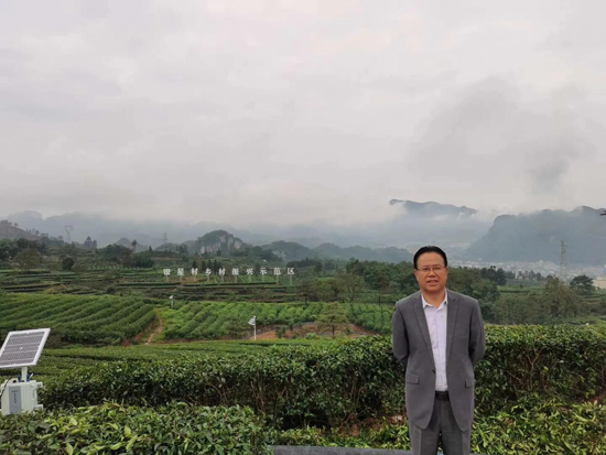 筠連茶爆猛料：初冬采新茶品質提升群眾增收笑開顏